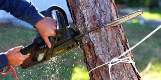 East Shoreham, NY Tree Care Services Company