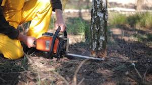 Best Tree Disease Treatment  in East Shoreham, NY